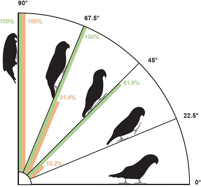 ParrotClimbing