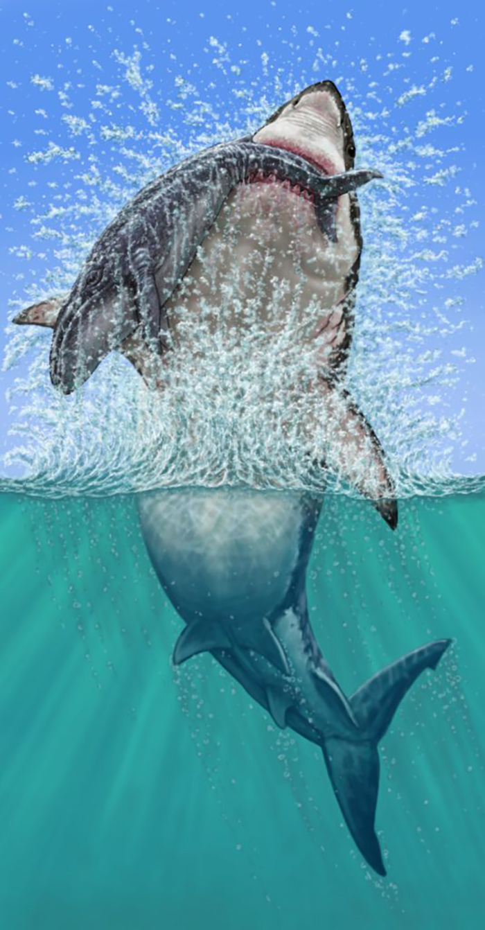 BeattyMegaladonSharkIllustration