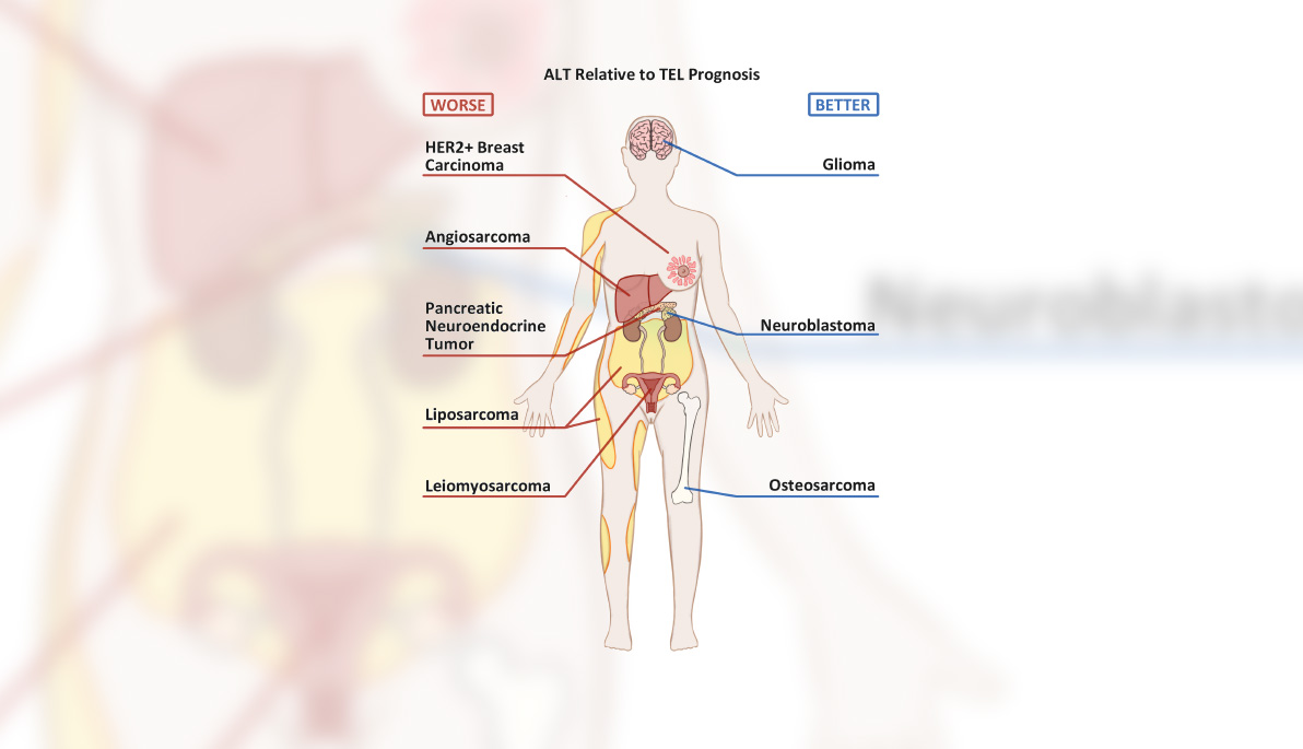 Sketch of the human body