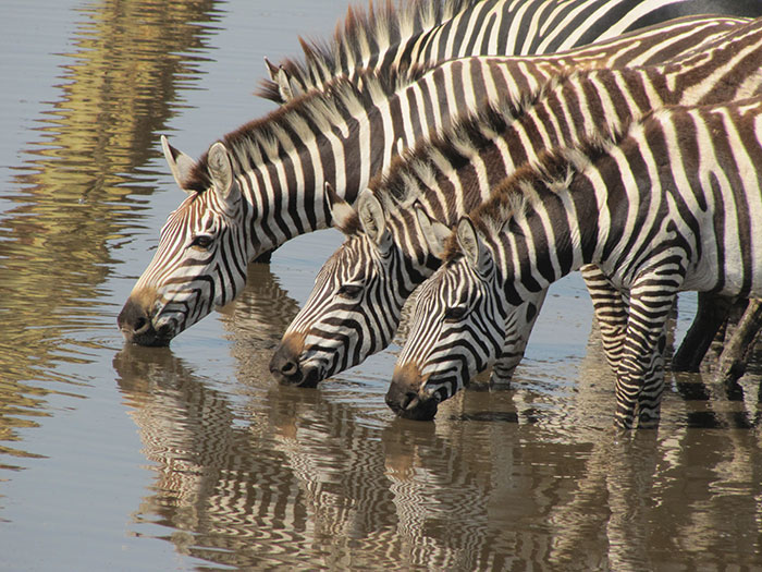 Zebras