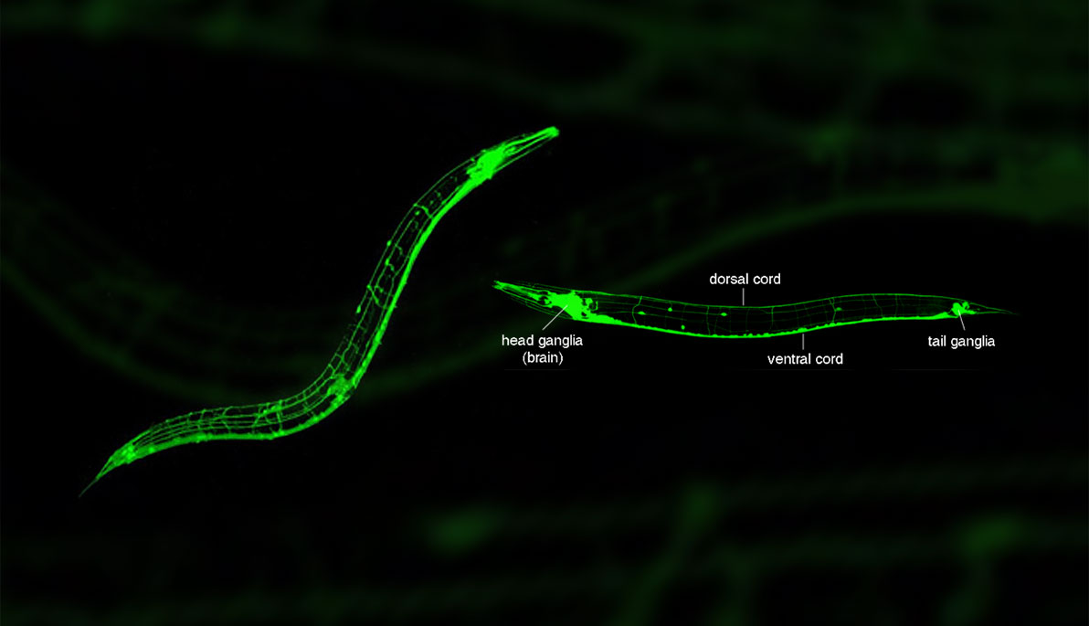 A digital image of the roundworm.