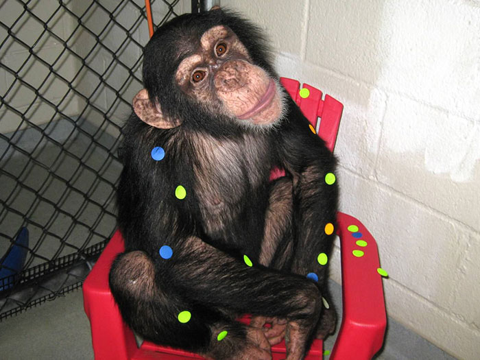 Image of chimpanzee