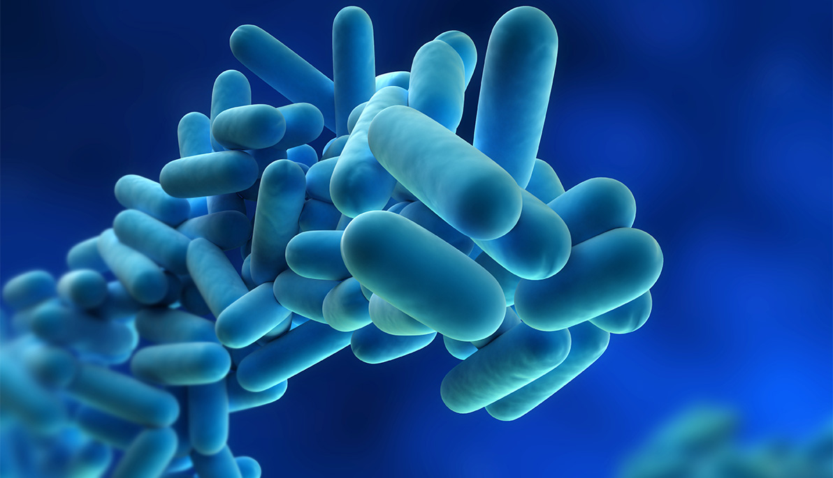 Legionella pneumophilia