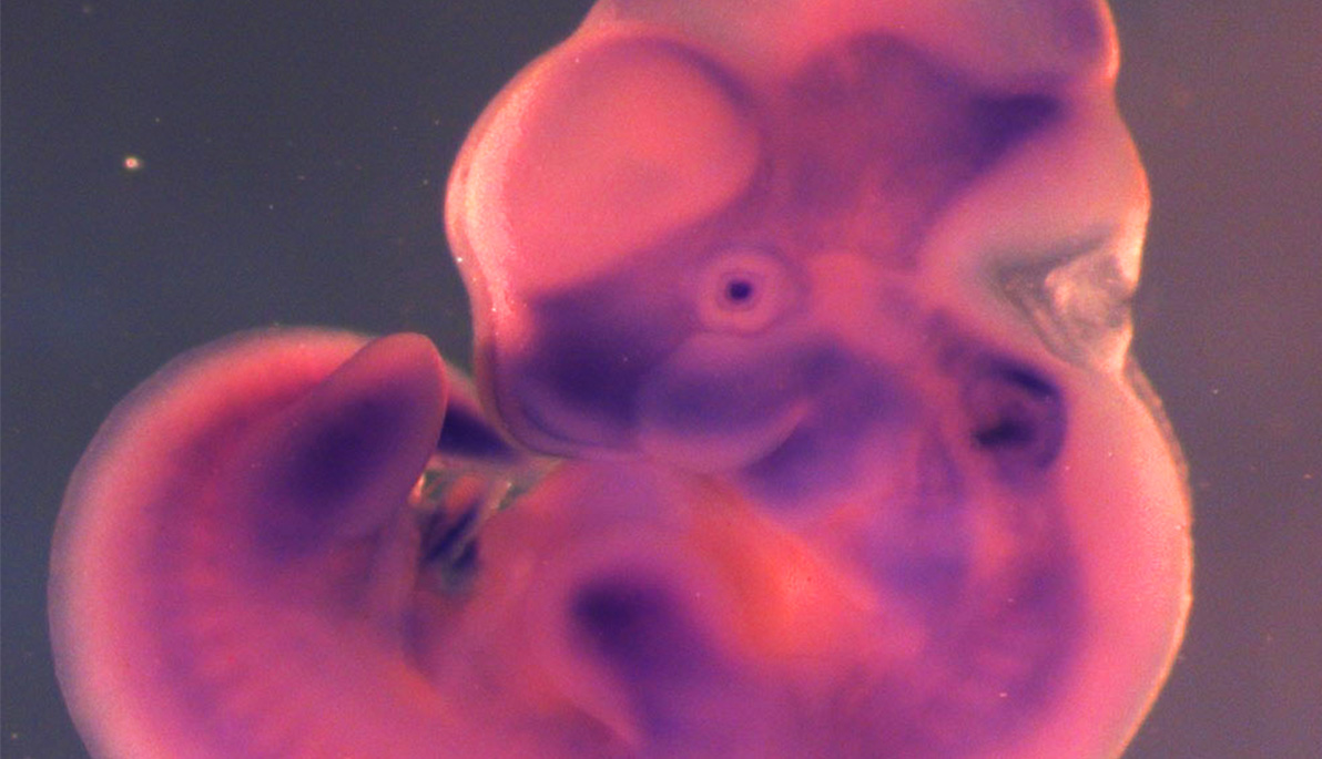 Mouse embryo