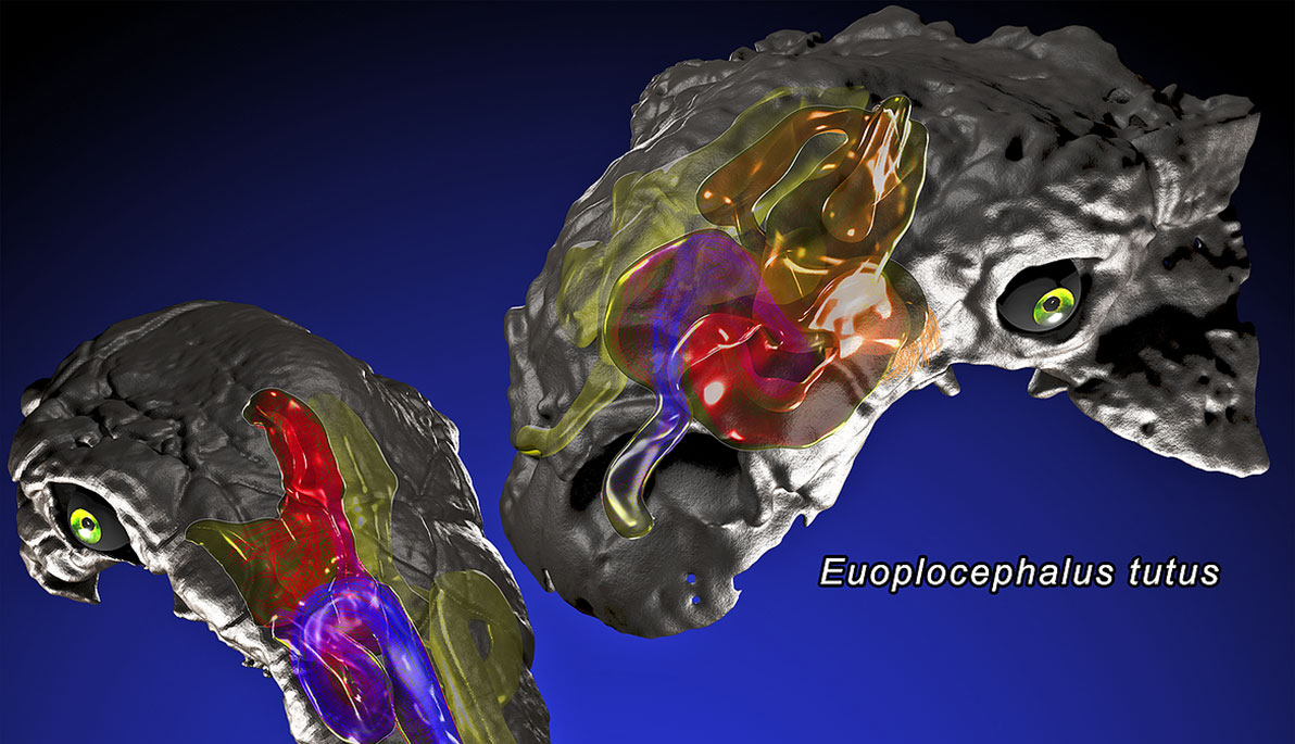 Diagram showing the nasal workings of different ankylosaur species