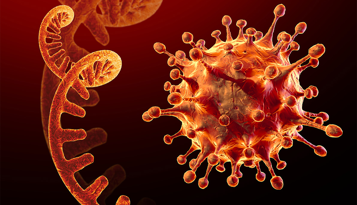 Coronavirus single RNA strand