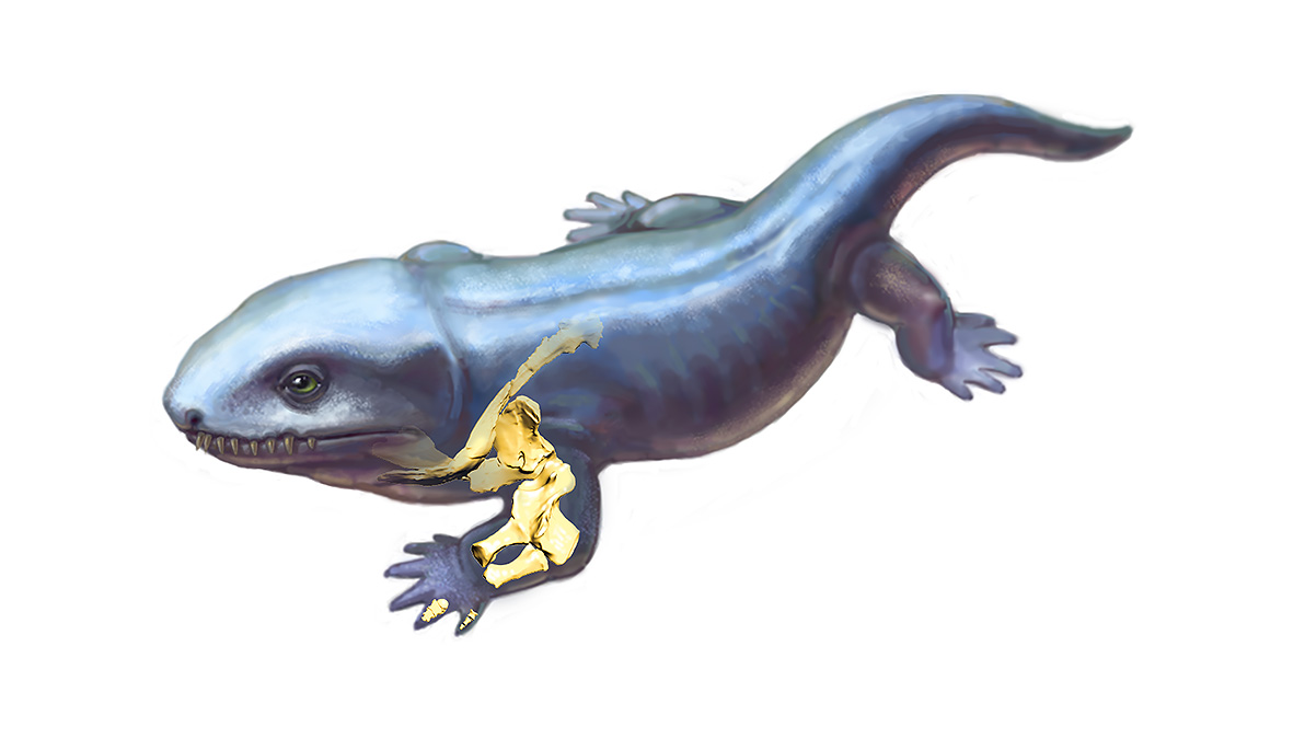 A life reconstruction of Pederpes, an ancient tetrapod.