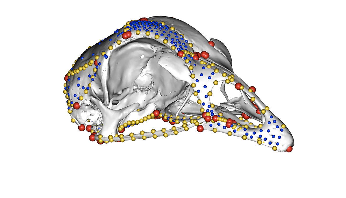 Improving the Understanding of Cranial Birth Defects