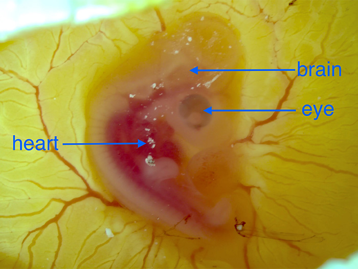 NSFCAREERGrantChickenEmbryo"