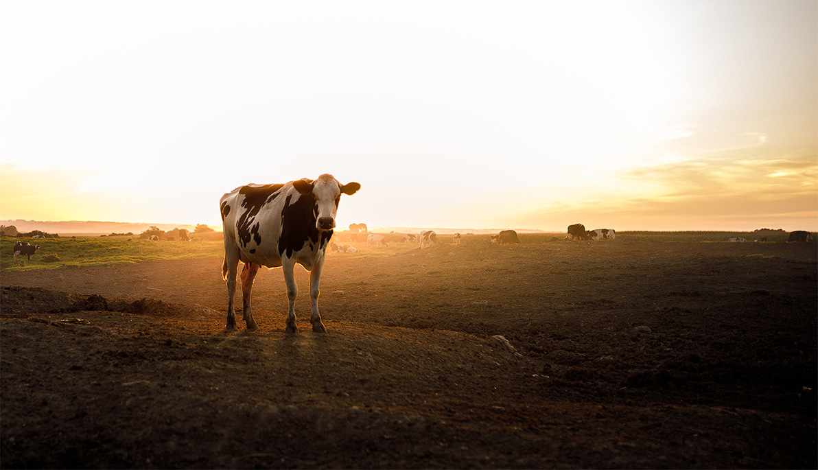 Cows in a field.