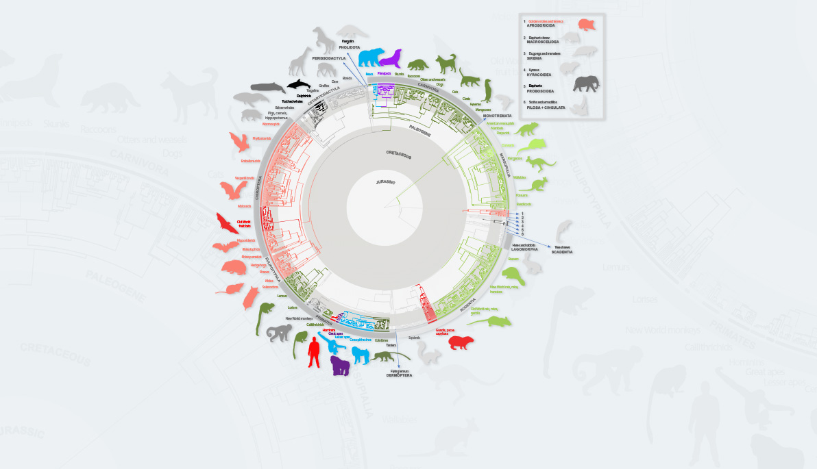 Different sizes of bodies and brains in related animals 