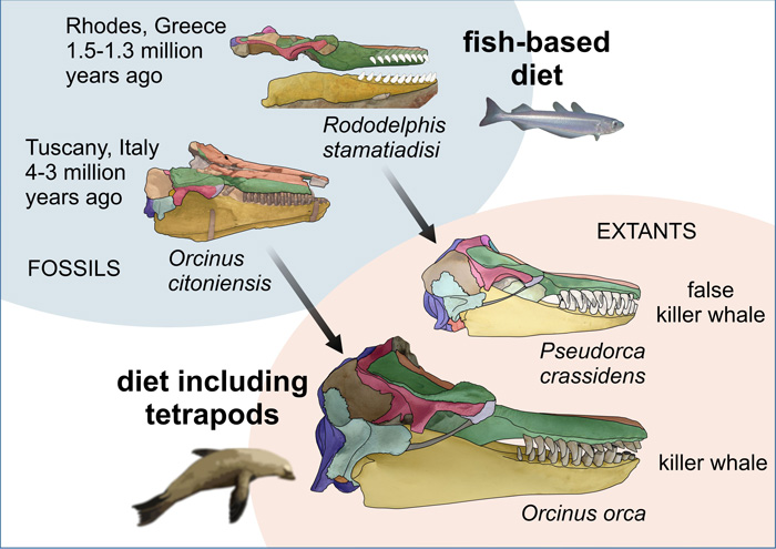 KillerWhaleResarchCranialIllustrations