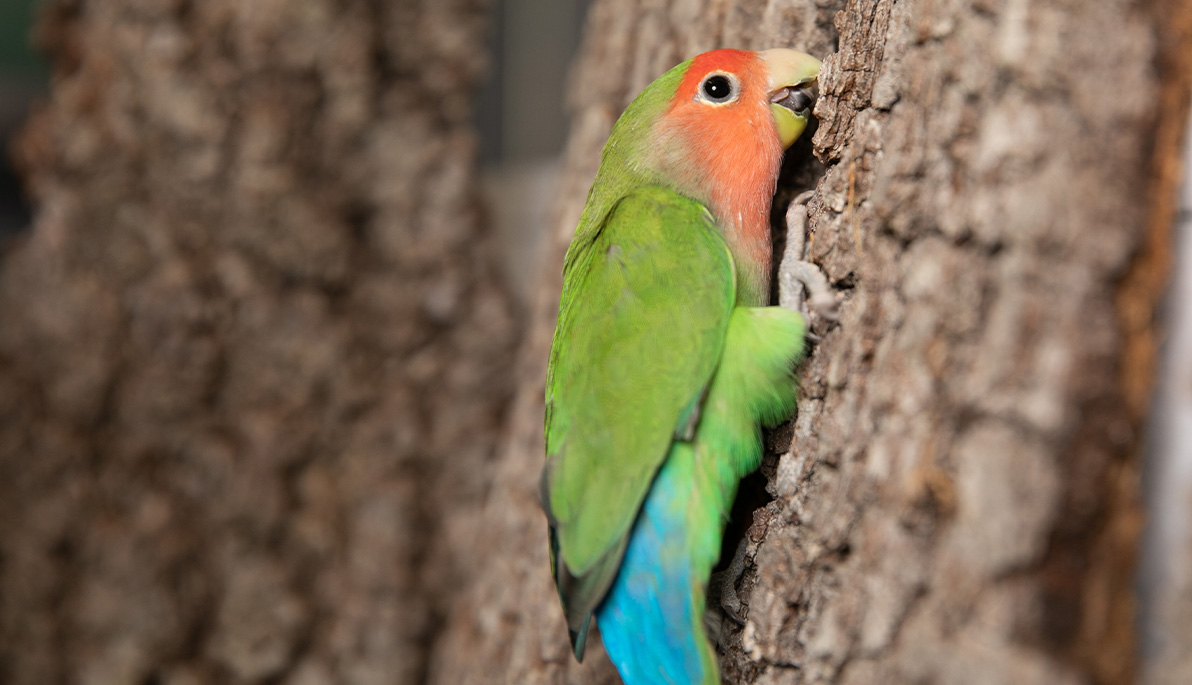 Parrot climbing