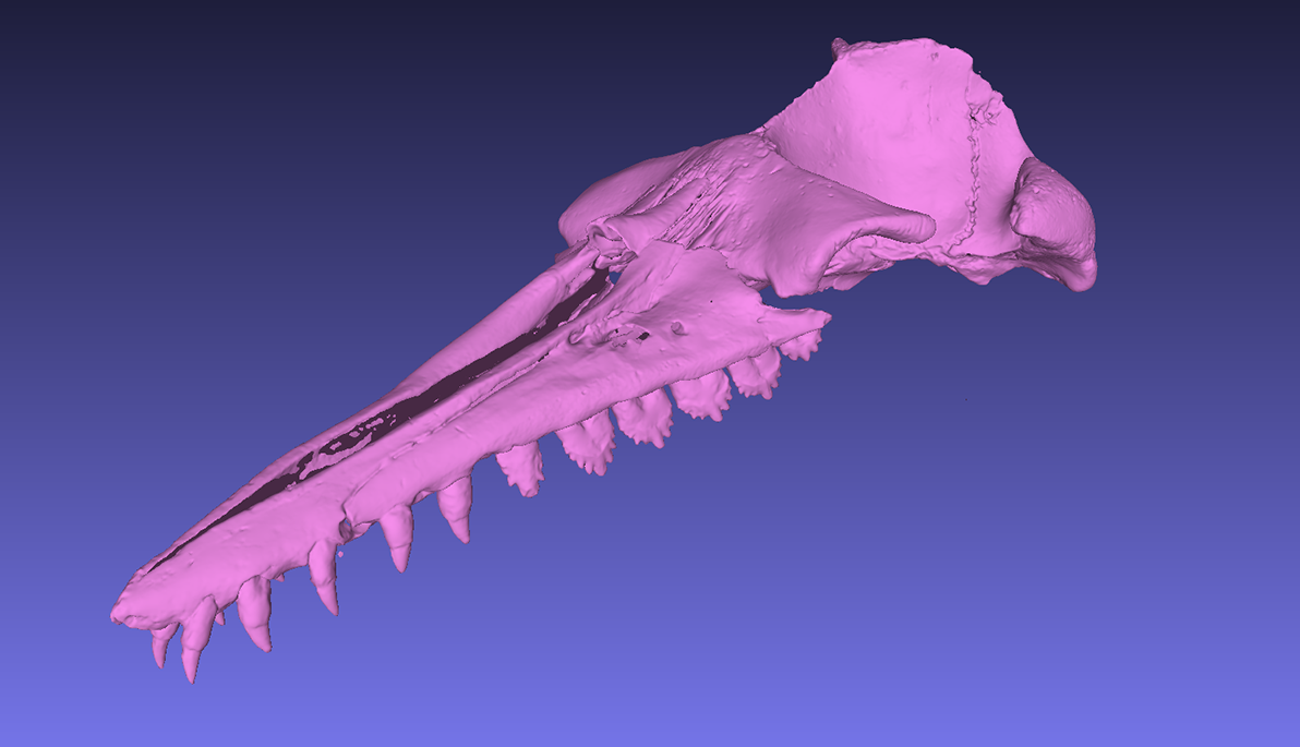 Tracing Mammal Evolution