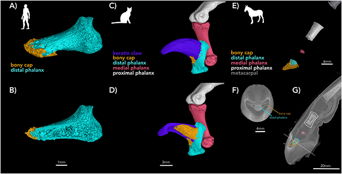 NikosSoulinasFingerStudyDiagram