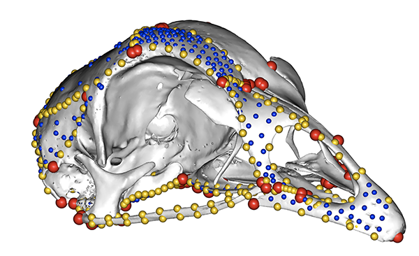 illustration of lungs