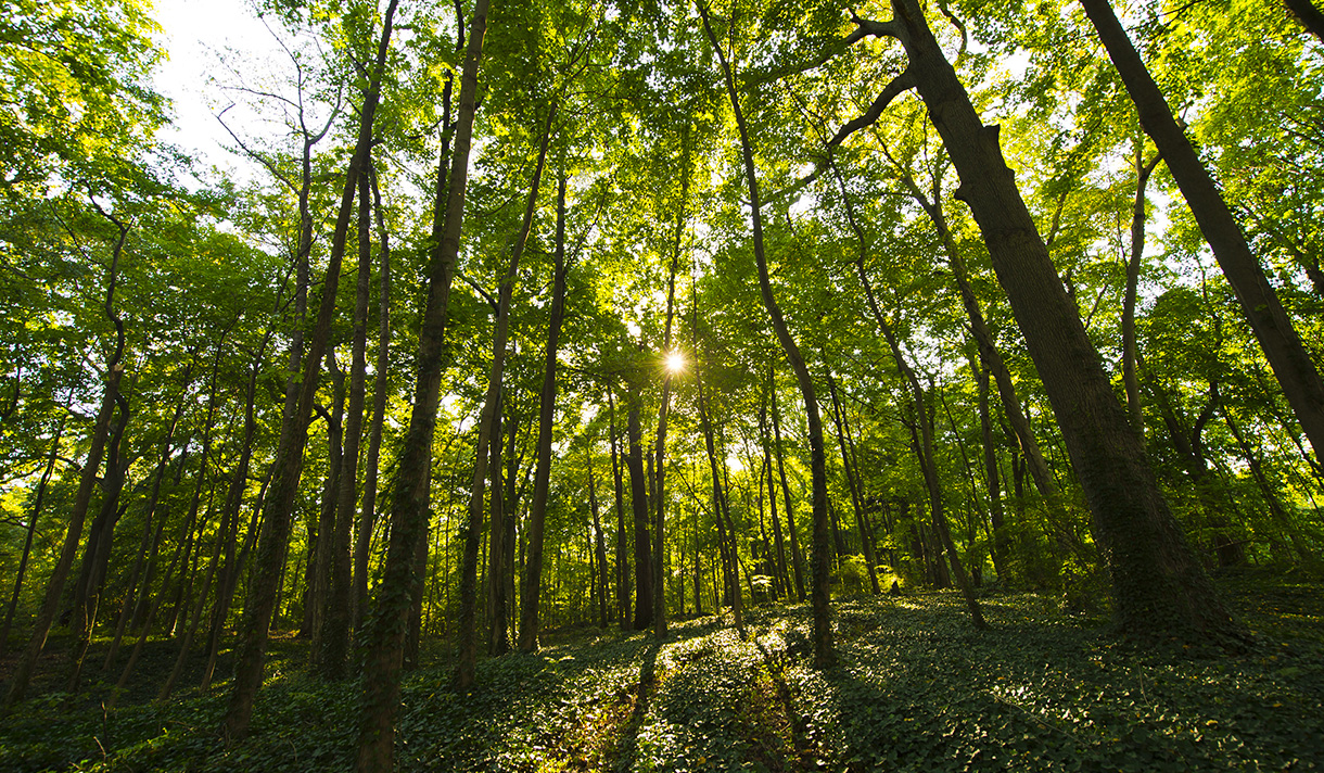 A photo of a path through a green forest