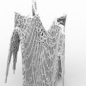  B.Arch 501-502, Informed Interscalar Fluidity, Thesis Studio, Associate Professor Pablo Lorenzo-Eiroa, F2019 and S2020. The thesis studio worked on a full-scale synthetic interactive immersive architecture installation for the 