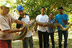 Masane, Kanjer, Edara, and Rathi pet an anaconda. Photo by Patrick Quio Valdivia