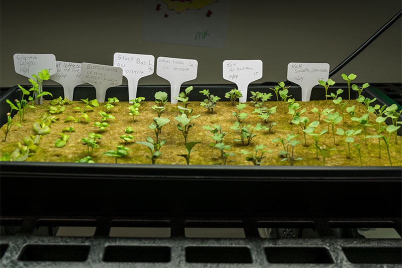 Plants grow in the hydroponic garden, which is being used to teach children about nutrition and sustainability in the after-school program.