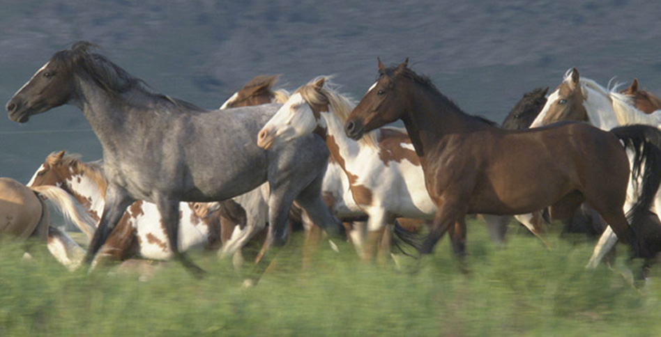 Running Horses